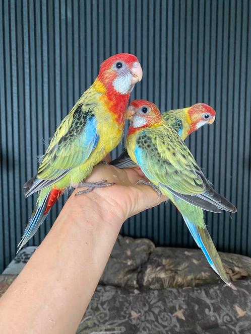 Handtamme pracht rosella’s 2025 met DNA, Dieren en Toebehoren, Vogels | Parkieten en Papegaaien, Parkiet, Vrouwelijk, Tam, Geringd