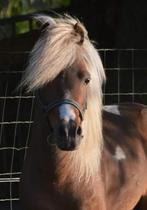 TER DEKKING, Dieren en Toebehoren, Paarden en Pony's | Dekhengsten en Fokmerries, Hengst