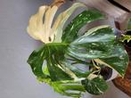 monstera thai constellation, Huis en Inrichting, Kamerplanten, Ophalen