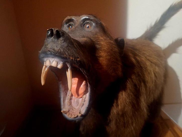 Taxidermie : volledig opgezette aap / baviaan met cites!, Verzamelen, Dierenverzamelingen, Zo goed als nieuw, Opgezet dier, Wild dier