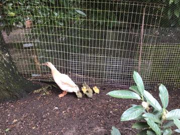 Indische loopeend met kuikens