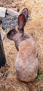 Duitse reus Siamees Sable ram, Dieren en Toebehoren