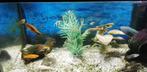 Complete aquarium 60L met 15tal vissen+voer en VELE extra's, Comme neuf, Enlèvement ou Envoi