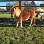 Shetland merrie 6 jaar met stamboom, Dieren en Toebehoren, Pony's, Merrie, Tuigpony, Gechipt, 3 tot 6 jaar