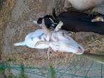 Witte Geit 4jaar vrouwelijk, Dieren en Toebehoren, Schapen, Geiten en Varkens, Vrouwelijk, Geit