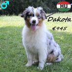 "Dakota" Blue Merle Australische Herder - te koop, Dieren en Toebehoren, Honden | Herdershonden en Veedrijvers, 15 weken tot 1 jaar
