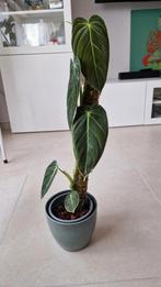 Philodendron Melanochrysum, Huis en Inrichting, Kamerplanten, Ophalen