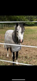 Lieve b pony, Dieren en Toebehoren, B