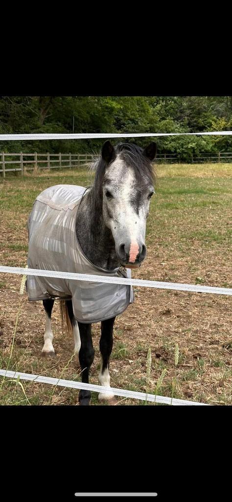 Lieve b pony, Dieren en Toebehoren, Pony's, B