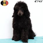 Zilvergrijze Dwergpoedel pups (Belgisch), Dieren en Toebehoren, Poedel, België, 15 weken tot 1 jaar, Handelaar