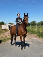 10 jarige Franse Draver ruin, Dieren en Toebehoren, Paarden, Gechipt, Ruin, 170 tot 175 cm, L