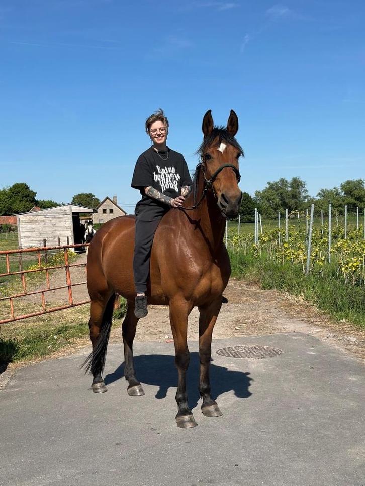 10 jarige Franse Draver ruin, Dieren en Toebehoren, Paarden, Ruin, L, 170 tot 175 cm, 7 tot 10 jaar, Recreatiepaard, Gechipt, Ontwormd