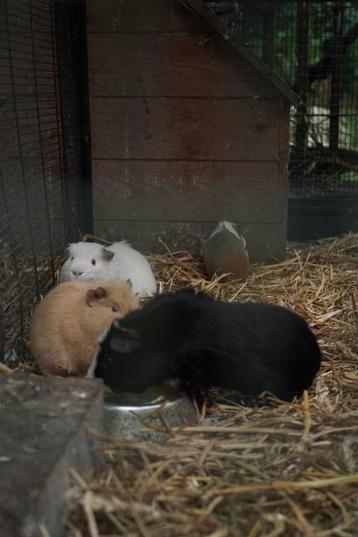 4 mannetjes cavias. 10 euro voor alle vier. beschikbaar voor biedingen