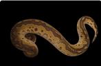 Ball python chocolate mojave clown, Animaux & Accessoires, Reptiles & Amphibiens
