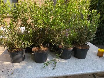 Phillyrea angustifolia  ( steen linde ) beschikbaar voor biedingen