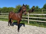 Bomproof dressuurprospect, Dieren en Toebehoren, Paarden, Gechipt, Ruin, Dressuurpaard, Zadelmak