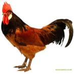 gezocht vorwerk haan, Dieren en Toebehoren, Pluimvee, Mannelijk, Kip