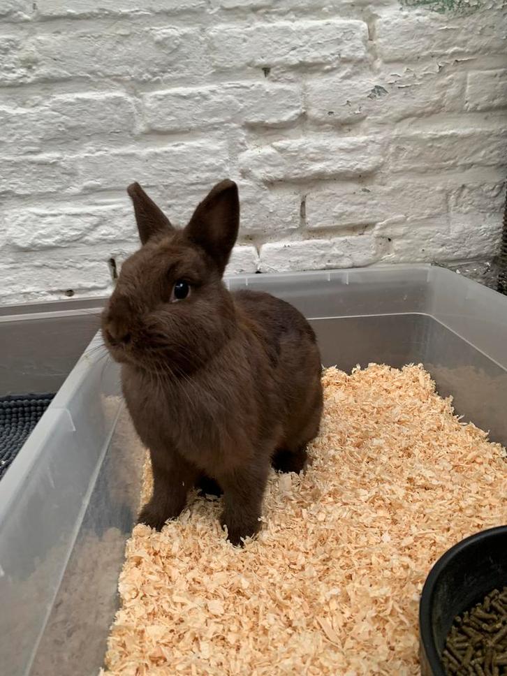 Kleurdwerg voedster, Dieren en Toebehoren, Konijnen
