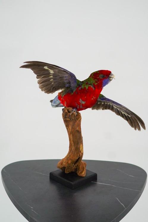 Opgezette pennant rosella - Wildernis Atelier, Verzamelen, Dierenverzamelingen, Nieuw, Opgezet dier, Vogel, Ophalen of Verzenden