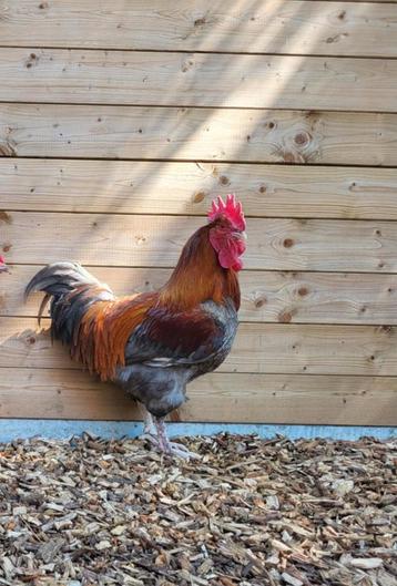 Marans blauwkoperhals haan  beschikbaar voor biedingen