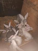 Duitse reuzen, Dieren en Toebehoren, Konijnen, Meerdere dieren, Groot