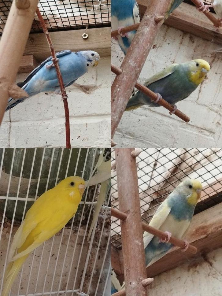 4 poppen grasparkiet 2025 à 10€/vogel; 35€ vr de 4 samen, Dieren en Toebehoren, Vogels | Parkieten en Papegaaien, Parkiet, Vrouwelijk