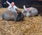 3 konijnen, Dieren en Toebehoren, Meerdere dieren, 0 tot 2 jaar