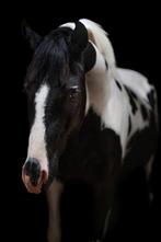 TD : homozyg. bonte Pony dekhengst en 3  hengsten beschikbaa, Animaux & Accessoires, Chevaux & Poneys | Étalons & Juments poulinières