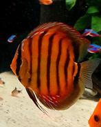 Discussen te koop, Dieren en Toebehoren, Vis, Zoetwatervis, Schoolvis