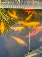 17 koi en 3 steuren, Dieren en Toebehoren, Vissen | Vijvervissen