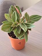 peperomia caperata rosso, Maison & Meubles, Plantes d'intérieur, Ombre partielle, En pot, Plante verte, Enlèvement