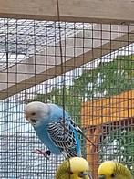 2 jeunes perruches, Femelle, Perruche