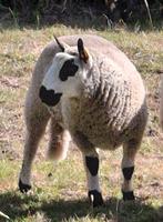 (Dek)Ramlam Kerry Hill, Dieren en Toebehoren, Mannelijk, Schaap, 0 tot 2 jaar