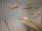 Witte en gele kanaries, Dieren en Toebehoren, Vogels | Kanaries