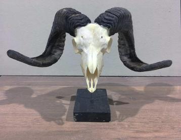SCHEDEL RAM HEIDESCHAAP OP HARDSTENEN SOKKEL beschikbaar voor biedingen