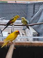 Koppel bergparkieten