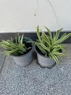 Chlorophytum comosum = binnen plant, Huis en Inrichting, Kamerplanten, Ophalen