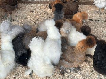 Ruime keuze sierkippen, zijdehoen cochin araucana marans leg beschikbaar voor biedingen