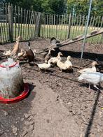 Eenden te koop, Meerdere dieren, Eend