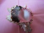 Prachtige schelp van de buikpotige slak „Chicoreus”, Verzamelen, Ophalen of Verzenden, Schelp(en)
