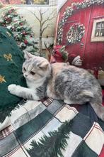 Brits korthaar kittens, Gechipt