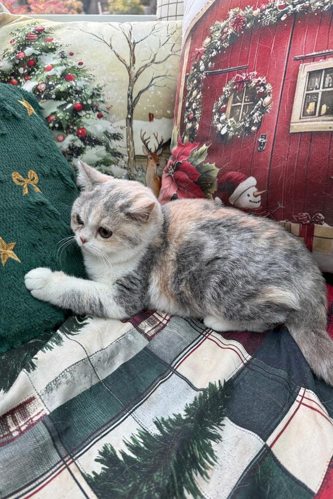 Brits korthaar kittens, Dieren en Toebehoren, Katten en Kittens | Raskatten | Korthaar, Gechipt