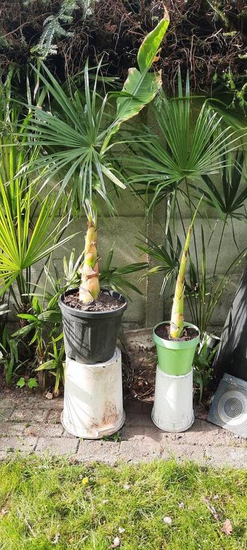 De mooiste bananesoort de lotusbanaan  beschikbaar voor biedingen