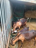 miekes, Dieren en Toebehoren, Schapen, Geiten en Varkens