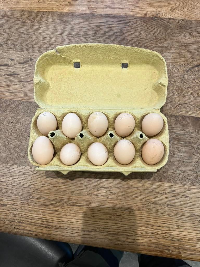 Broedeieren USA Zijdehoen kriel, Dieren en Toebehoren, Pluimvee | Toebehoren, Nieuw, Overige typen, Ophalen