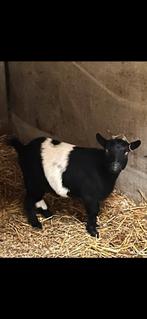 Dwerggeit, Dieren en Toebehoren, Schapen, Geiten en Varkens