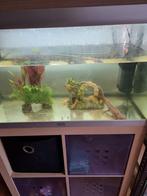 Gratis axolotl vrouw heel mooi groot met aquarium, Dieren en Toebehoren, Ophalen, Zo goed als nieuw