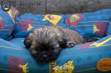 shih tzu pup, beide ouders zijn aanwezig beschikbaar voor biedingen