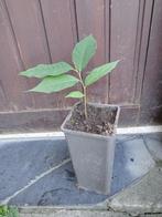 Pawpaw asimina triloba, Tuin en Terras, Planten | Fruitbomen, Ophalen, Lente, Overige soorten, Volle zon