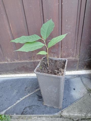 Pawpaw asimina triloba beschikbaar voor biedingen
